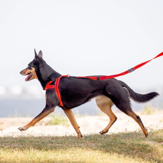 Secure & Snug: Mastering the Art of Proper Dog Harness Fitting